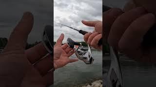 Жерех бьёт как конь копытом! #спиннинг #рыбалка #жерех
