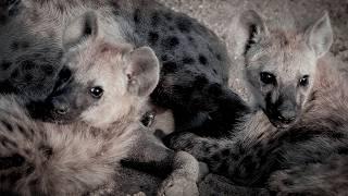 Hyena Mother Mourns Loss Of Cub | Bad Natured | BBC Studios