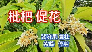 枇杷促花促果，紫藤修剪保花，斐济果复壮促果，树球修剪