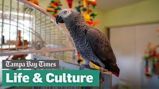 St. Pete couple raises parrot like a child