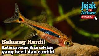 Kenali dua spesies ikan seluang kerdil di Malaysia