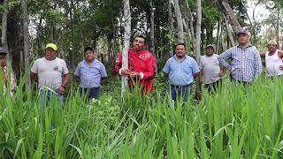 Potencializando pequeñas propiedades con pastos hibridos de Semillas Papalotla