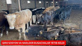 OPTOMCHI VA ARZONCHI BOBOMUROD O’Z FAOLIYATINI BOSHLADI.
