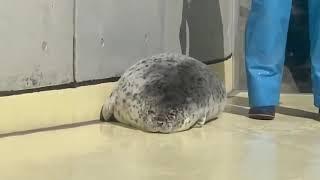 A very lazy seal