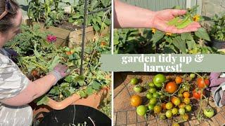 Garden tidy up, harvesting!