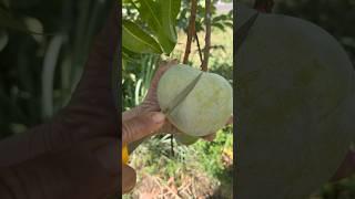 Cutting ripe mangoes from the tree is fun #fruitcutting #fruit