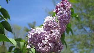 How To Grow And Care For A Lilac.