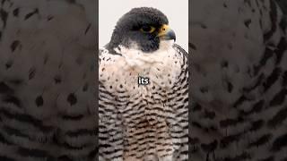 the speed demons of the sky || #documentary #informative #perigrinefalcon