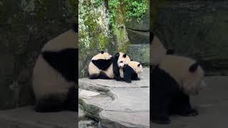 可以做屏保画面了，幸福的一家三口叠猫猫！ #panda #大熊貓