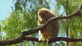 Born Free Primate Sanctuary (Texas Country Reporter)