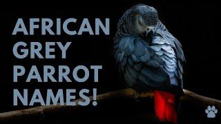 African Grey Parrot Names  27 BEST  CUTE Ideas | Names