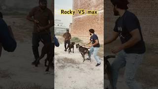 Rocky VS max  || Samad pets vlog || bully dogs #bullydogs #pets #petsvlog #dogs