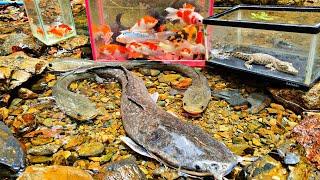 Find colorful ornamental fish, koi fish, catfish, betta fish, channa fish, ducks, turtles