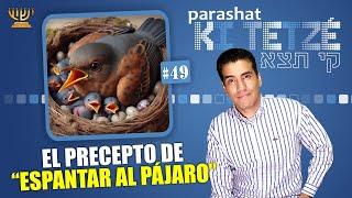 ENTENDIENDO  el PRECEPTO de: "ESPANTAR AL PÁJARO"  ​ │ Parashat KI TETZÉ