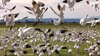 Snow Geese at Skagit Valley 1080p