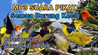 Mp3 Suara Pikat Semua Burung Kecil Ampuh