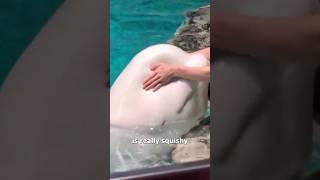 Beluga Whale's Squishy Head  (EXPLAINED)