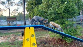 The Florida foxes get an agility course!