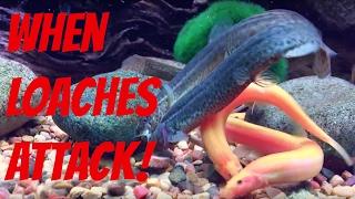 Vicious Dojo Loach Attack! (Parental Advisory)