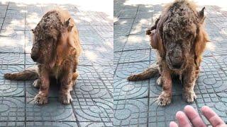 Sick golden retriever abandoned, Unrecognizable, Until a passerby reached out his hand...