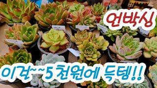 5천의행복언박싱프랭크슈퍼클론 마제스타 가이아 원종레드와인 로즈베이드 15종