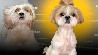 Shih Tzu Grooming | Quick & Easy Haircut Guide for a Stunning Look!