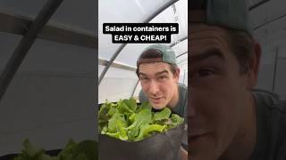 Growing salad in containers is SO SIMPLE!   🪹