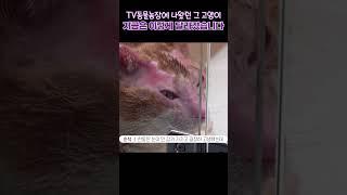 TV동물농장에 나왔던 그 고양이, 기적 같은 근황