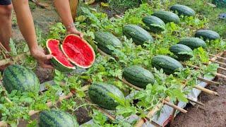 Cultive sandía de esta manera, la fruta será grande y dulce, cultive sandía en una bolsa de tierra