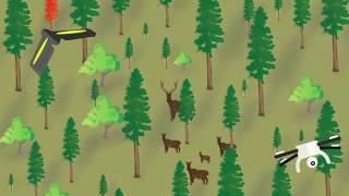 Drones in Forest Management