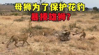 三母狮暴揍两雄狮！原因竟是因为要保护花豹？【蕾丝说片片】