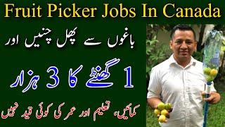 Fruit Picker Jobs In Canada 2022 | Earn $14 Per Hour Salary |