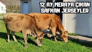 Jersey İnek ve Gebe Düvelerimizi Satıyoruz | Süt Verimi ve Fiyatları