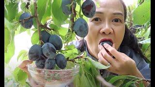 Hái mận Mỹ ăn trên ngọn cây chấm muối ớt,Cuộc Sống Mỹ.Picking plums.