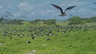 St Brandon (Sirene Island) Mauritius, Indian Ocean