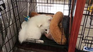 "This is not mine! Damn it"! Angry American Eskimo puppy. Funny puppy refused new pad.
