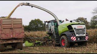 L'ensileuse Claas Jaguar 990 Terra Trac à l'ouvrage dans la Manche.