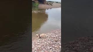 At Budleigh salterton beach my doggie learning to swim