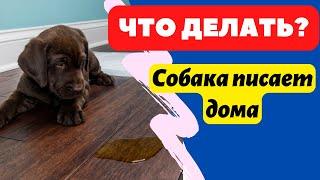 Собака писает дома! Что делать?