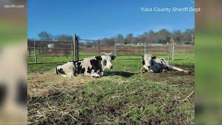 Over 60 animals 'living in deplorable conditions' seized from home in Olivehurst | Top 10