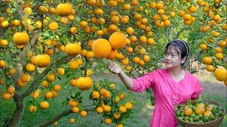 LÝ TRIỆU CA | From Orchard to Kitchen: Tangerine Harvest & Fruit Jelly for a Family Feast