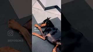 Doctor said she had a rare disease #doberman #dobermanpinscher #dobermanpuppy #shorts