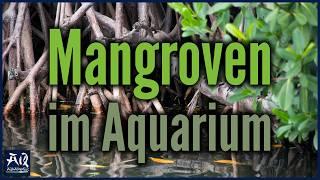 Keeping mangroves in a saltwater aquarium | AquaOwner