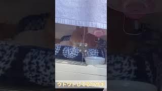 眠気と戦ってる寝落ちしそうなウサギの姿が可愛い