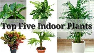 Top Five Indoor Plants 2018//Nature lover Vinno
