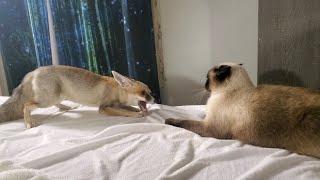 Sand fox vs Siamese cat