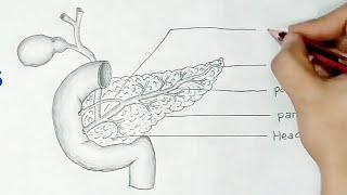 pancreas diagram