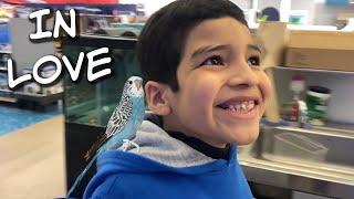 Buying Our Parakeet At Petco Our First Budgie What To Expect