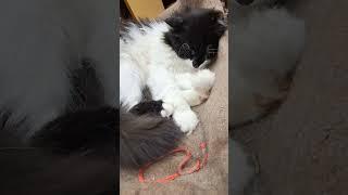 У кота мокрая и холодная погода #cat #домашниеживотные #врек