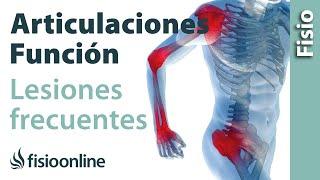 Articulación - Estructura, funcionamiento y lesiones más frecuentes